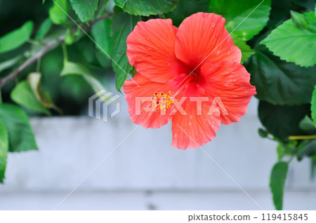 Chinese rose or Hibiscus or Hibiscus rosa sinensis or Hibisceae or Malvaceae , red hibiscus flower Chinese rose or Hibiscus or Hibiscus rosa sinensis or Hibisceae or Malvaceae , red hibiscus flower 119415845