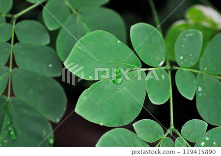 Rain tree or Samanea saman, LEGUMINOSAE MIMOSOIDEAE and rain drop 119415890