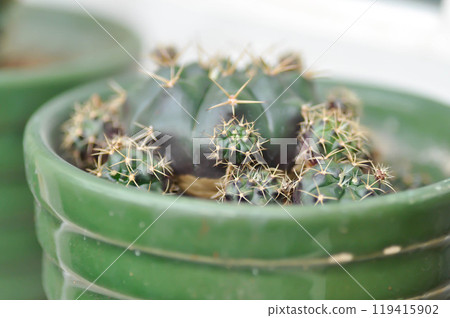 Gymnocalycium damsii v tucavocense, gymnocalycium damsii ssp or cactus Gymnocalycium damsii v tucavocense, gymnocalycium damsii ssp or cactus 119415902