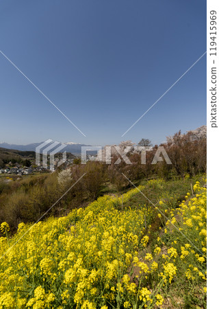 花見山公園 天空之鐘展望台的櫻花和油菜花 花見山公園 天空之鐘展望台的櫻花和油菜花 119415969