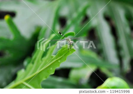dragonfly on the leaf 119415996