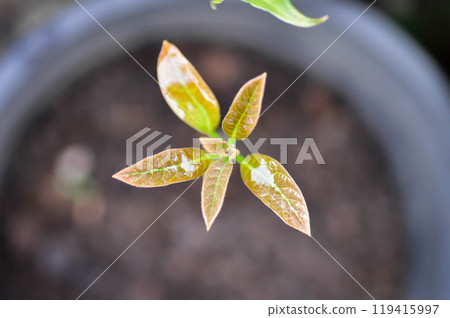 Persea americana Mill or Avocado, Lauraceae or Persea gratissima or new born plant 119415997