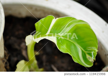 banana tree, bicolor banana plant or Kluai Namwa Dang,  Musa ABB or Namwa Dang  or new born banana 119415998
