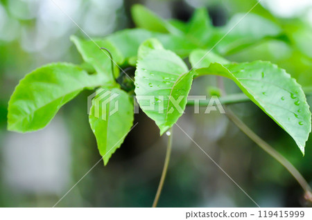 passion fruit plant, Passiflora edulis or Passionfruit or Maracuja or leaf of plant and rain drop 119415999