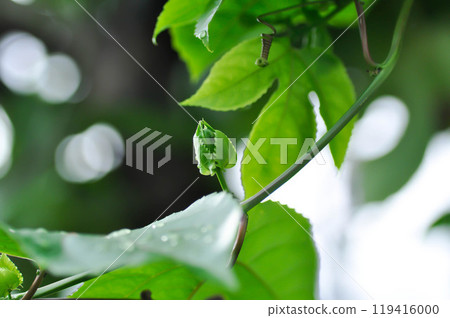 passion fruit plant, Passiflora edulis or Passionfruit or Maracuja or flower of passion fruit plant and rain drop passion fruit plant, Passiflora edulis or Passionfruit or Maracuja or flower of passion fruit plant and rain drop 119416000