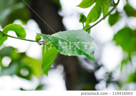 passion fruit plant, Passiflora edulis or Passionfruit or Maracuja or leaf of plant and rain drop passion fruit plant, Passiflora edulis or Passionfruit or Maracuja or leaf of plant and rain drop 119416003