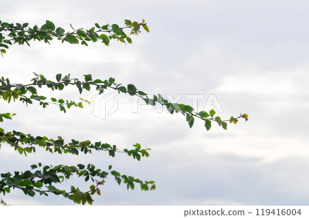 Pithecellobium dulce Roxb Benth, LEGUMINOSAE MIMOSOIDEAE and sky background Pithecellobium dulce Roxb Benth, LEGUMINOSAE MIMOSOIDEAE and sky background 119416004