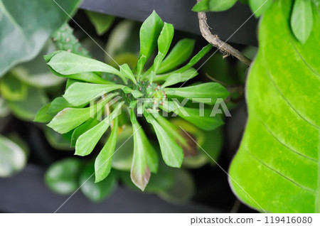 Monadenium, Euphorbia ritchiei or EUPHORBIACEAE 119416080