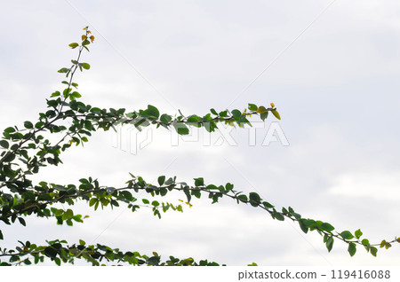 Pithecellobium dulce Roxb Benth, LEGUMINOSAE MIMOSOIDEAE and sky background 119416088