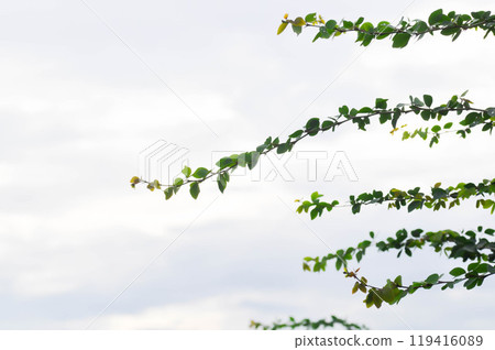 Pithecellobium dulce Roxb Benth, LEGUMINOSAE MIMOSOIDEAE and sky background 119416089