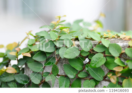 ficus pumila or climbing fig or Climbing Vine on the fence 119416093