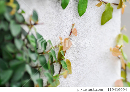 ficus pumila or climbing fig or Climbing Vine on the fence ficus pumila or climbing fig or Climbing Vine on the fence 119416094
