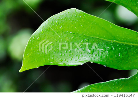 Monstera, Hurricane plant or Swiss cheese plant and rain drop 119416147