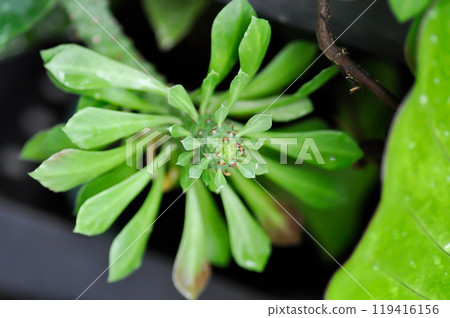 Monadenium, Euphorbia ritchiei or EUPHORBIACEAE Monadenium, Euphorbia ritchiei or EUPHORBIACEAE 119416156