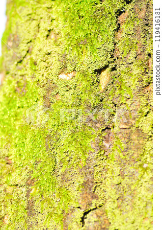 Green moss climbing up the branch of a tree or bryophyta, moss 119416181