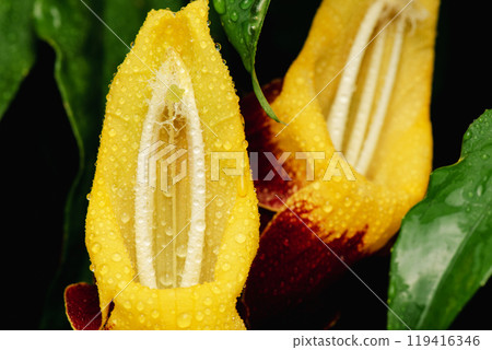 Thunbergia mysorensis 119416346