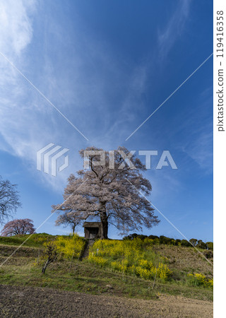 Tenjin cherry tree of seven herbs Tenjin cherry tree of seven herbs 119416358