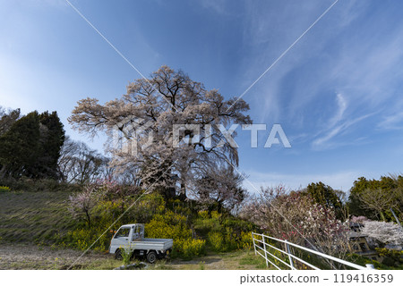 Tenjin married cherry blossoms Tenjin married cherry blossoms 119416359