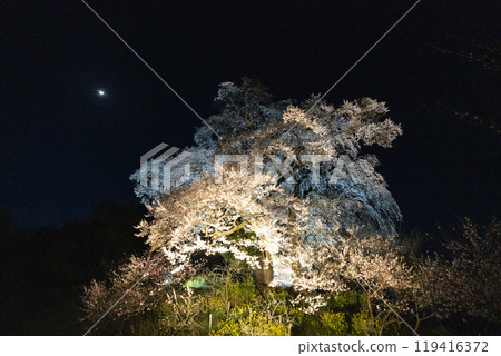 Illumination of Tenjin Meoto Sakura Illumination of Tenjin Meoto Sakura 119416372