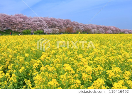 [埼玉縣] 櫻花盛開的權現堂櫻花堤 119416492