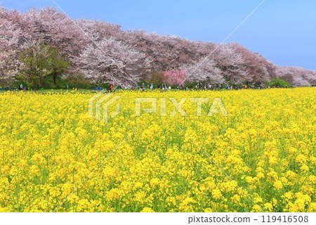 [埼玉縣] 櫻花盛開的權現堂櫻花堤 119416508