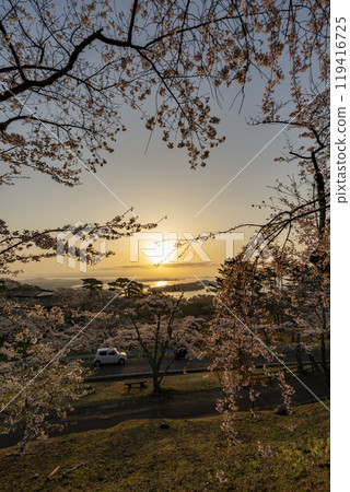 Cherry blossoms and sunrise at Saigyo-modoshinomatsu Park 119416725