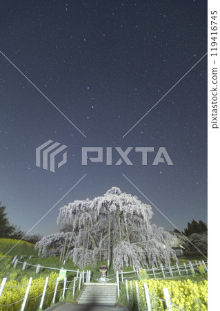 三春瀧櫻與星空 三春瀧櫻與星空 119416745