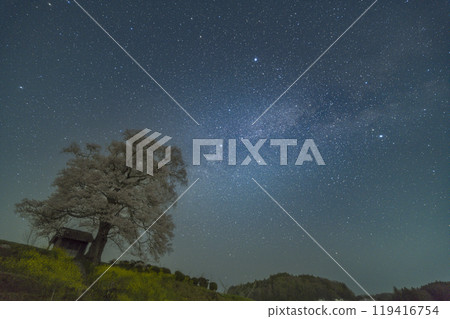 Tenjin Sakura and the Milky Way 119416754