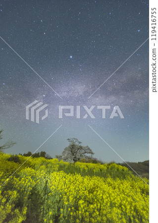 Cherry blossoms and the Milky Way at Shionosaki 119416755