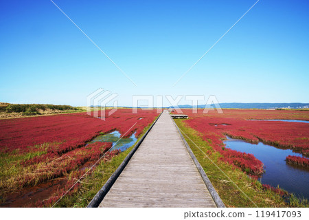 能取湖珊瑚草群落 北海道 119417093