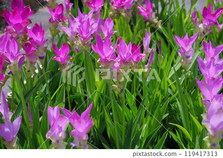 siam tulip flower in garden siam tulip flower in garden 119417313