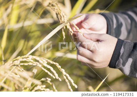 A child observing rice plants A child observing rice plants 119417331