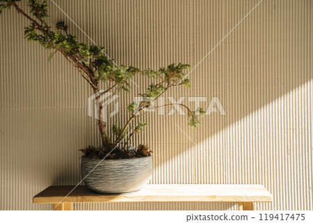 Japanese minimal design background. Japanese style, interior, design. Bonsai plant in a pot against a blank sunny wall.  119417475