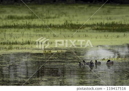 Eurasian coot or common coot or Australian coot or Fulica atra flock or group family floating in shallow water or wetland at keoladeo national park or bharatpur bird sanctuary rajasthan india asia 119417516