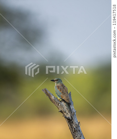 wild multicolor or colourful bird Eurasian or European roller or Coracias garrulus closeup or portrait perched on branch in scenic natural green background at grassland forest of central india asia wild multicolor or colourful bird Eurasian or European roller or Coracias garrulus closeup or portrait perched on branch in scenic natural green background at grassland forest of central india asia 119417518