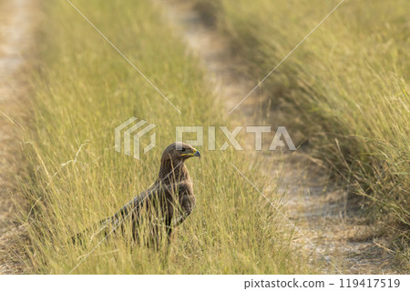 Greater spotted eagle or Clanga clanga closeup or portrait in open grassland perched on ground or forest trail a roadblock of tal chhapar blackbuck sanctuary churu rajasthan india 119417519