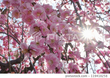 The sun shines on the pink weeping plum tree 119418258