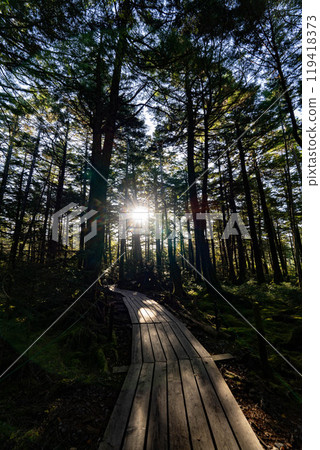 Forest of Kita Yatsugatake 119418373