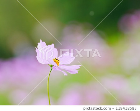 Beautiful Cosmos 119418585