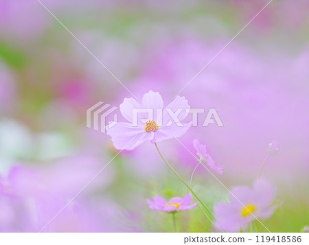 Beautiful Cosmos 119418586