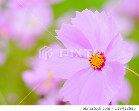 Beautiful Cosmos 119418686