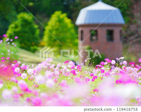 Autumn in Hokkaido, Takino Suzuran Hillside Park Cosmos Field Autumn in Hokkaido, Takino Suzuran Hillside Park Cosmos Field 119418758