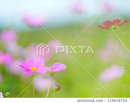 Beautiful Cosmos Beautiful Cosmos 119418759
