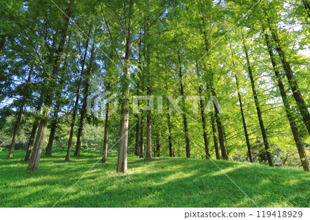 Sunlight filtering through the trees and a forest of fresh greenery 119418929