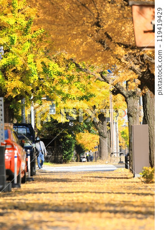 秋天的綠樹成蔭的街道上有美麗的秋葉 119419429
