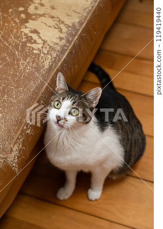 Cat looking up, brown tabby Cat looking up, brown tabby 119419440