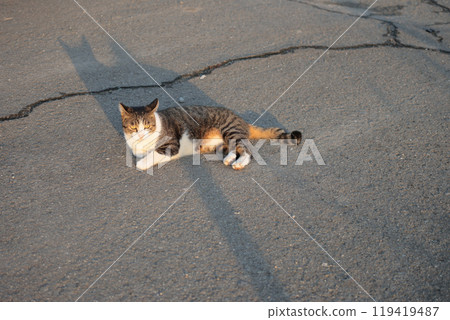 Tabby cat playing in the square 119419487