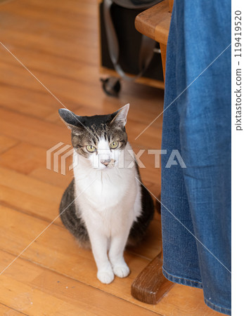 Sitting cat, brown tabby Sitting cat, brown tabby 119419520