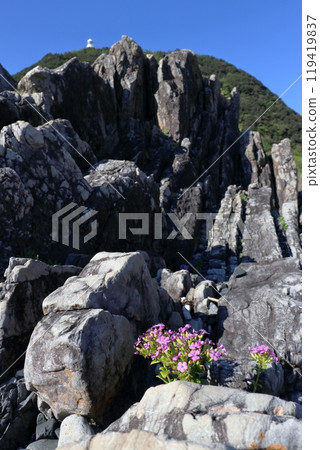 Cape Muroto: Beach pinks blooming on the rocks, Autumn (Kochi Prefecture, Shikoku) 119419837