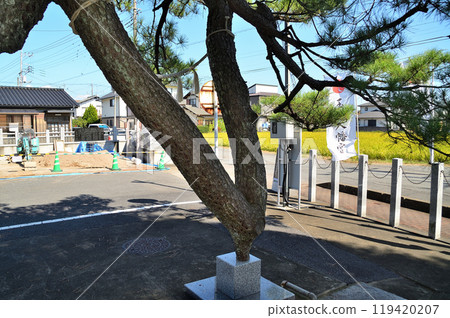 A power spot in Tamamura Town, Gunma Prefecture: Tamamura Hachiman Shrine's Rising Dragon Pine of Luck 119420207
